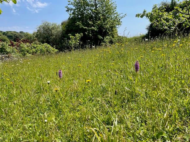 Silvia's Beautiful wildflower meadow - Mike Hitch 