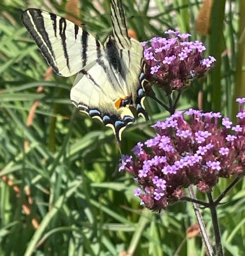 Scarce Swallowtail - Mike Hitch 