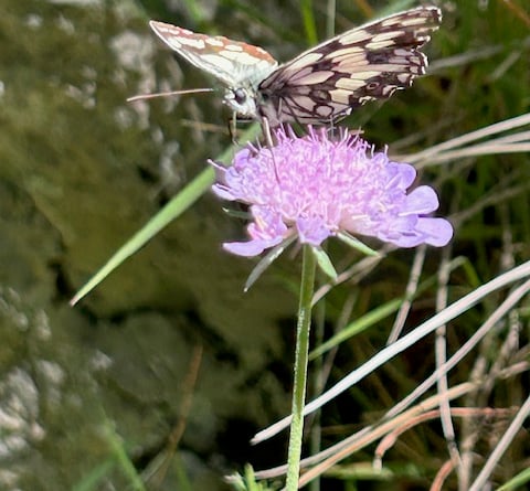 Marble White