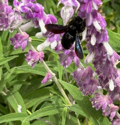 Violet Carpenter Bee - Mike Hitch