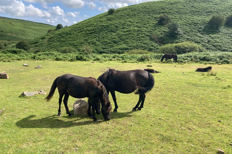 Moorland ponies