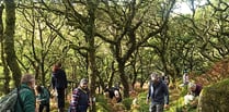 Boost for Dartmoor’s woodlands