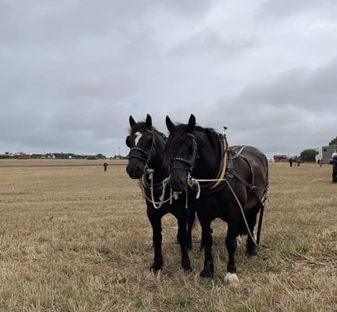 Two horses prepare to tow vintage machinery