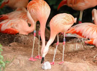 Same-sex flamingo couple successfully hatch a chick