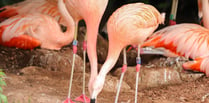 Same-sex flamingo couple successfully hatch a chick