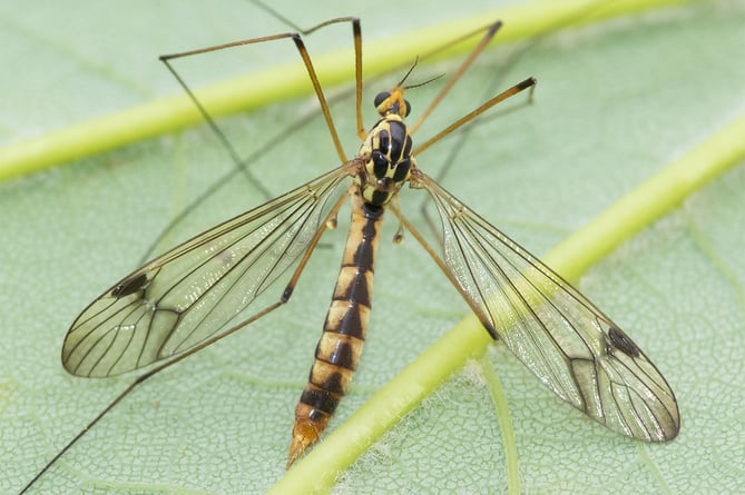 Wing-band Tiger Cranefly - Nephrotoma quadrifaria - Geoff Foale