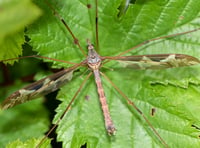 Nature Diary by Geoff Foale | Craneflies natures ancient survivors 