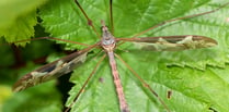 Nature Diary by Geoff Foale | Craneflies natures ancient survivors 