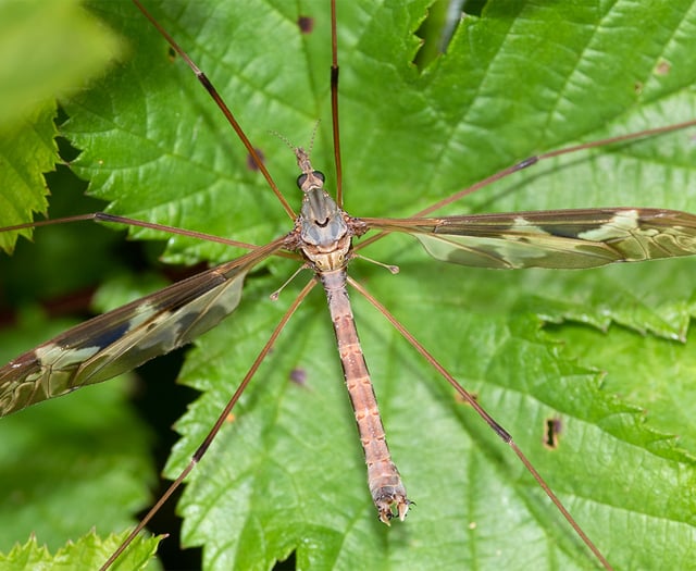 Nature Diary by Geoff Foale | Craneflies natures ancient survivors 