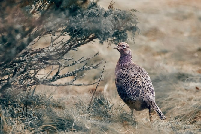 Pheasant