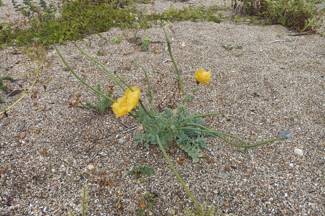 Yellow horned poppy. Picture: Nigel Mortimer