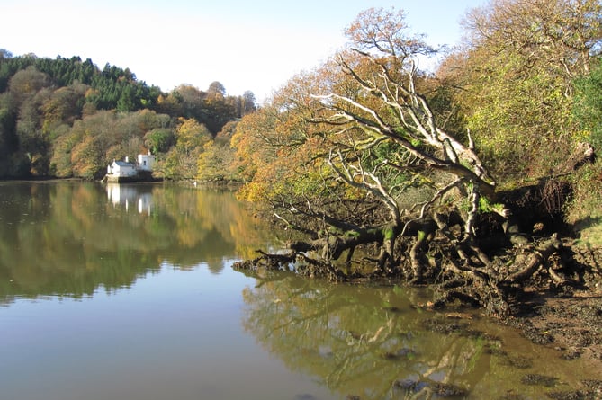 Fallen trees can serve as a highwater roost for birds. Picture: Nigel Mortimer