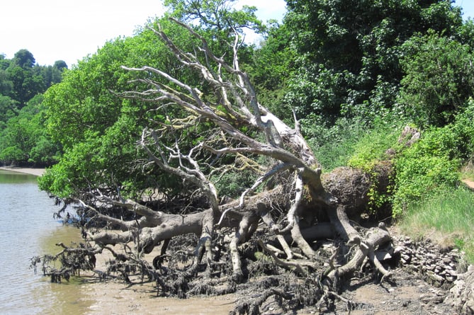 Fallen trees can serve as a highwater roost for birds. Picture: Nigel Mortimer