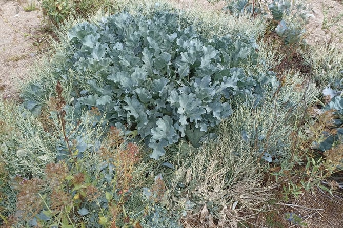 Sea kale. Picture: Nigel Mortimer