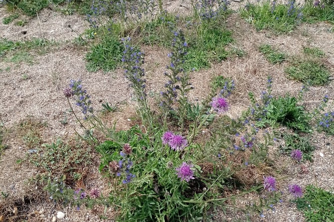 Viper’s bugloss. Picture: Nigel Mortimer