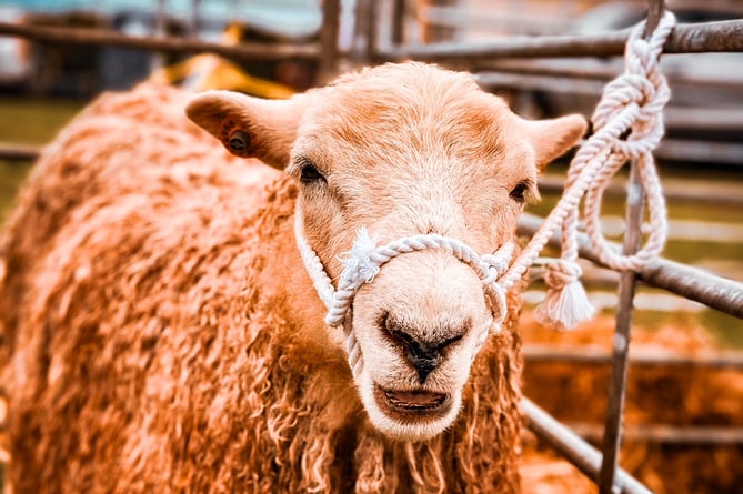 A cheerful sheep