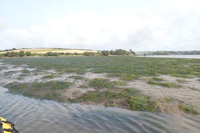  healthy dwarf seagrass further down the mudflats - note the seagrass within the channel too - August 2024