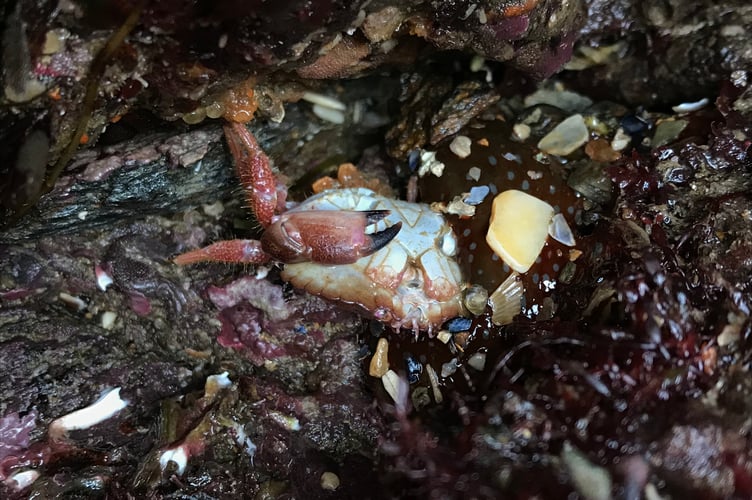 Strawberry anemone devouring an edible crab