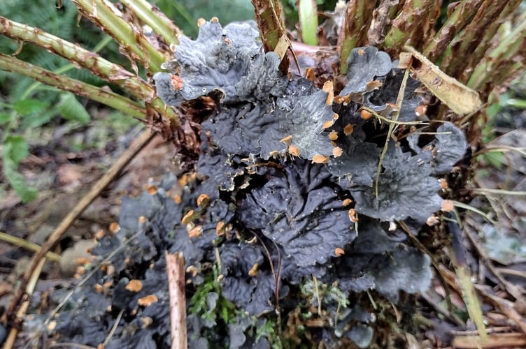 Membranous pelt lichen growing around a fern base - Fiona van Es