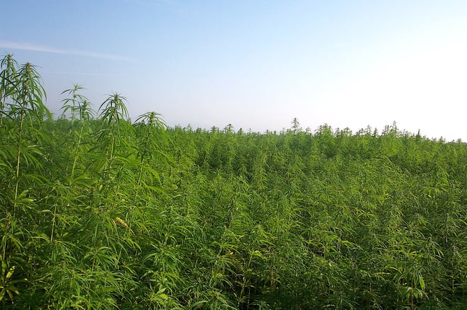 Cultivation of industrial hemp in France