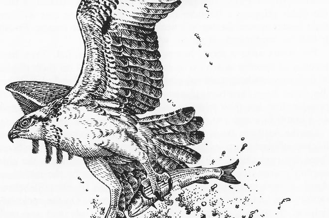 Illustration3Osprey - Mick Loates