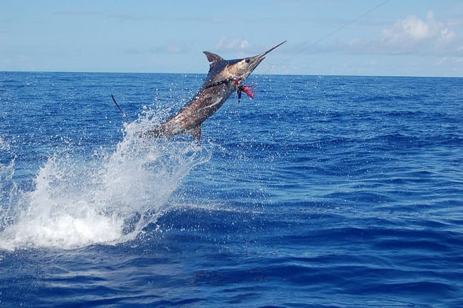 FILE PICTURE   Stock picture of a Marlin jumping out of the waters off Bermuda, August 2006. Release date January 21 2025. An Atlantic rowing challenge was nearly sunk after the crew was attacked by a giant speared fish - piercing a hole in the boat. The four British men competing in the extreme mission say they are lucky to be alive - after a 12ft marlin weighting 300lbs skewered their vessel. It pierced a substantial hole in one of the cabins - just inches away from the leg of the boat's skipper. The Mayflower crew, consisting of Glynne Dunn, Dan Lewis, Dan Wooler and Paul Adams, set off on The World's Toughest Row on 11 December from La Gomera, in the Canary Islands. The team, all from Devon, have embarked on a 3,000 mile (4,828km) journey to Antigua, for around 40 days, to raise money for charity. Crew member Dan Wooler, who was sat inches from where the marlin struck the Mayflower on Saturday (18 January) mid-afternoon, said: It was like being hit by a car - Ill never forget that crunching sound!