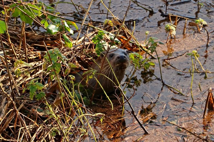 An otter, one of many at Slapton Ley - Alice Henderson