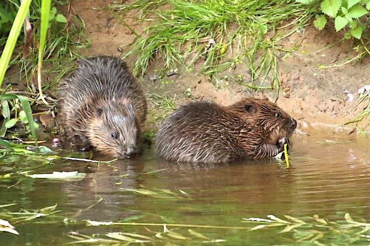 Beaver kits in the River Otter