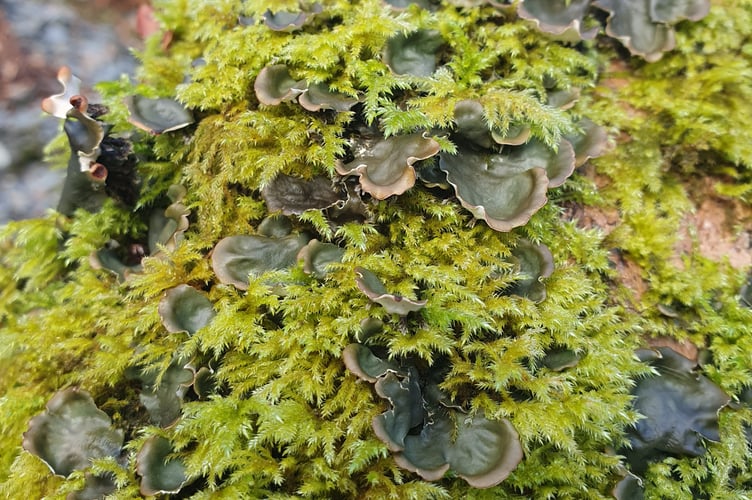 Moss and Lichen on a branch - Alice Henderson